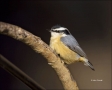 New-Mexico;Southwest-USA;Red-breasted-Nuthatch;Nuthatch;Sitta-canadensis;one-ani